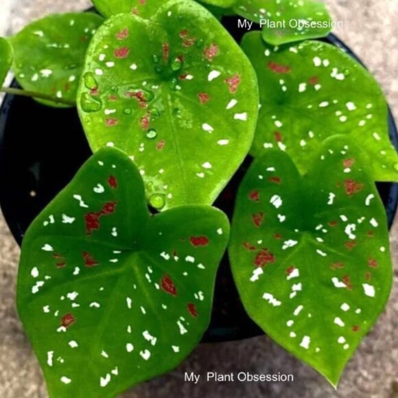 Caladium BULB 'Florida Clown' Size #2(3 Bulbs) - Picture 1 of 4